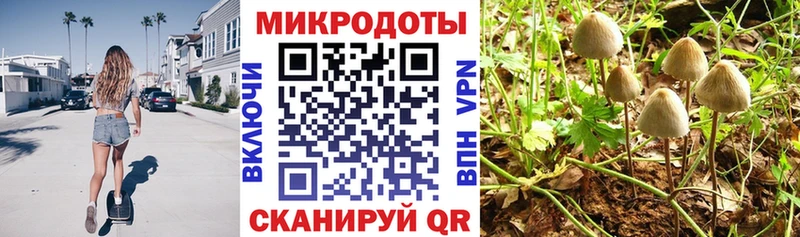 Галлюциногенные грибы Psilocybe  Купить закладки  Кизляр 