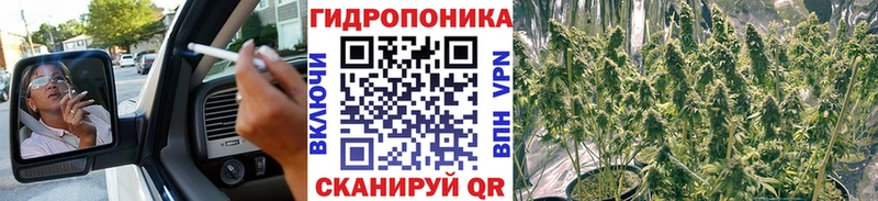 Канабис планчик Кизляр